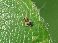 Deuterosminthurus bicinctus