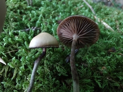 Psilocybe fuscofulva
