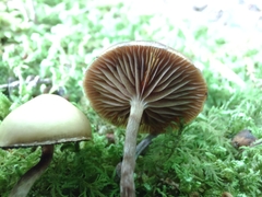 Psilocybe fuscofulva