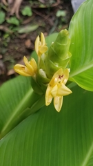 Goeppertia macrosepala