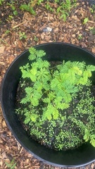 Onocleaceae
