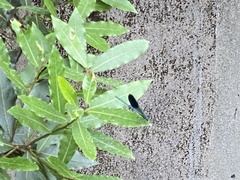 Calopteryx splendens