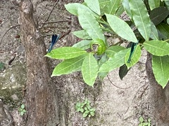 Calopteryx splendens