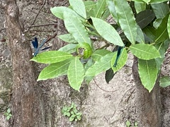 Calopteryx splendens