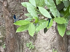 Calopteryx splendens