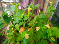 Torenia fordii