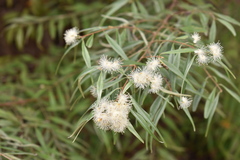 Eugenia biflora