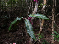 Syzygium longifolium