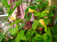 Torenia fordii