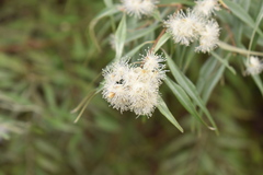 Eugenia biflora