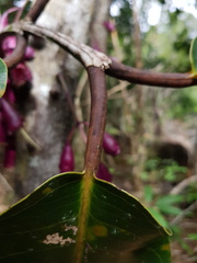 Syzygium longifolium
