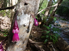 Syzygium longifolium