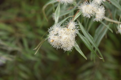 Eugenia biflora