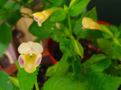 Torenia fordii