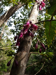 Syzygium longifolium