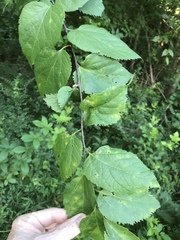 Celtis smallii