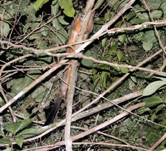 Aotus nigriceps