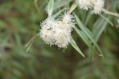 Eugenia biflora