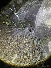 Calochortus fimbriatus