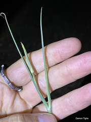 Calochortus fimbriatus