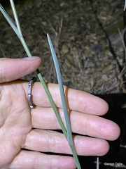 Calochortus fimbriatus