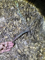 Calochortus fimbriatus