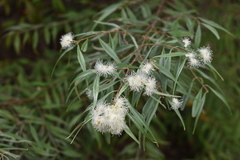 Eugenia biflora
