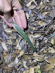 Calochortus fimbriatus