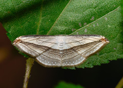 Arcobara tergeminaria