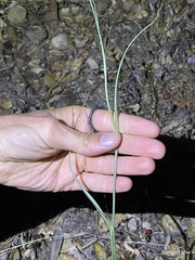 Calochortus fimbriatus