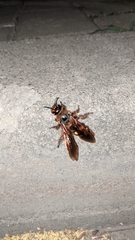 Megascolia maculata maculata