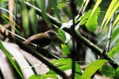 Pellorneum celebense