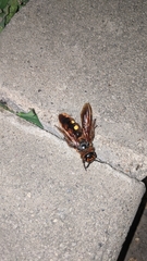 Megascolia maculata maculata