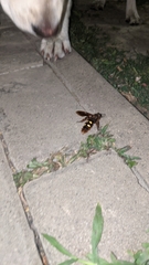 Megascolia maculata maculata