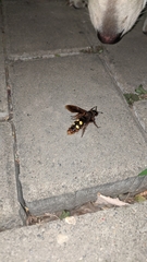 Megascolia maculata maculata