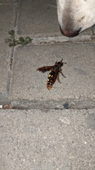 Megascolia maculata maculata