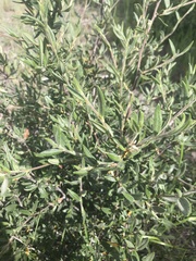 Cercocarpus ledifolius