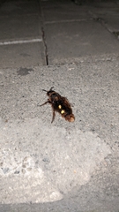 Megascolia maculata maculata