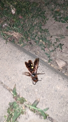 Megascolia maculata maculata