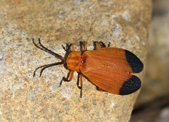 Lycus arizonensis