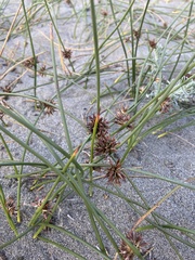 Juncus lesueurii