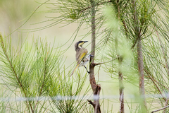 Gavicalis fasciogularis