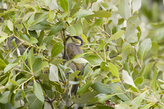 Gavicalis fasciogularis