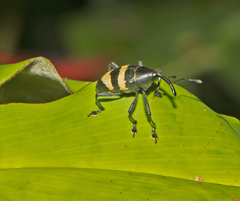 Cholus costaricensis