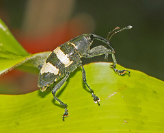 Cholus costaricensis