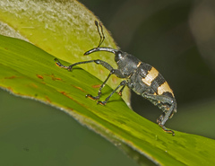 Cholus costaricensis