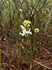 Platanthera blephariglottis blephariglottis