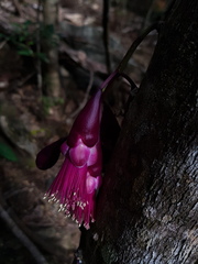 Syzygium longifolium