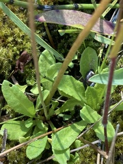 Primula mistassinica