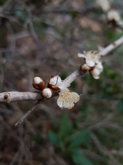 Eugenia gacognei